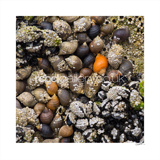 Photograph of coloured seashells on the beach by Hastings Photographer Jon "Huldrick' Wilhelm.